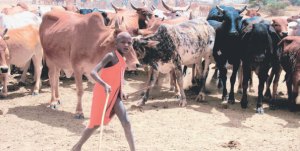 pastoralist_daily-nation_nov-2009