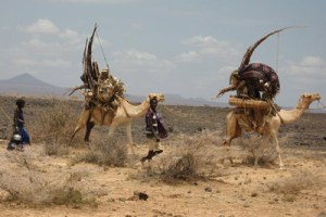 Camels in Marsabit