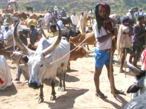 RfP for IBLI Web-Based Infrastructure.pic