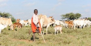 A boy herds cattle. Takaful Insurance says that 4,000 farmers have insured their livestock against drought out of an estimated 92,000. FILE.