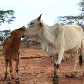 Using radio to builds herders’ trust in livestock insurance in Isiolo&nbsp;County