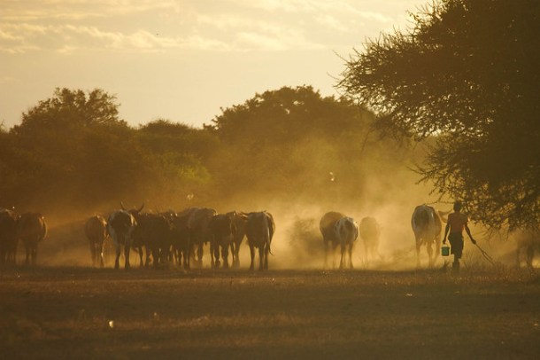 Cattle coming in from the fields in the evening in Lhate Village, Chokwe, Mozambique (photo credit ILRI Stevie Mann).